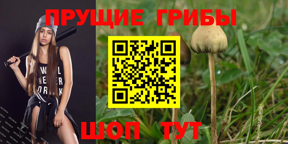 Галлюциногенные грибы Psilocybine cubensis Клинцы
